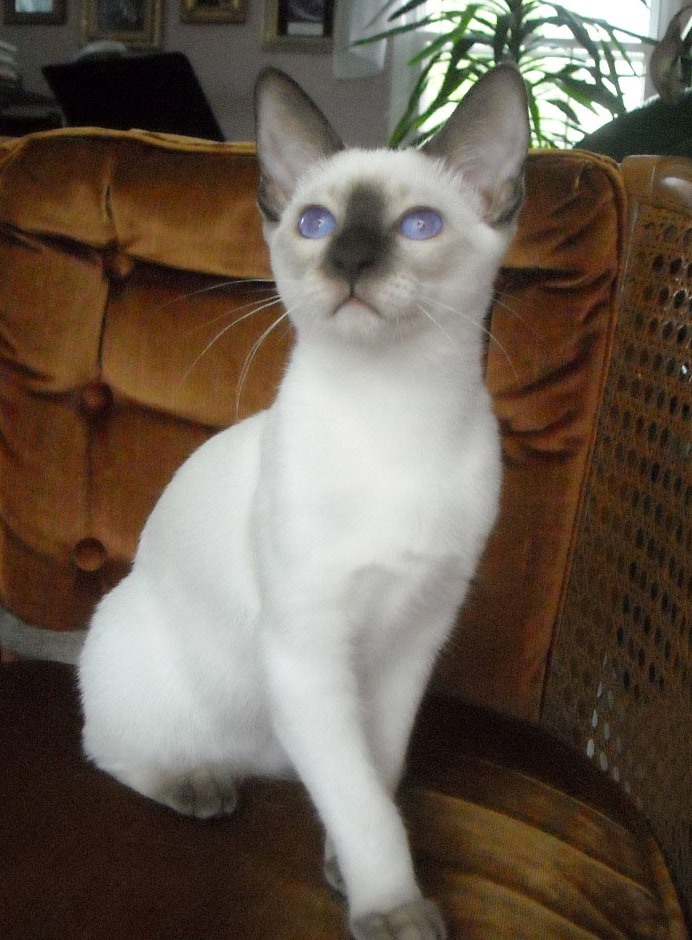 resa